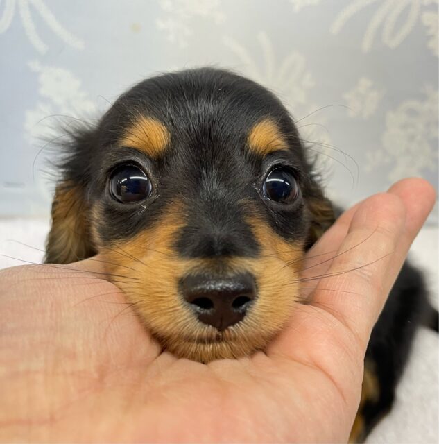 カニンヘンダックス