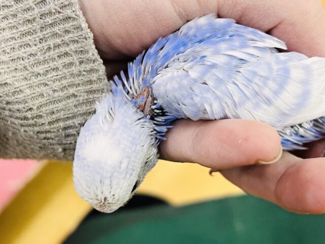 セキセイインコ