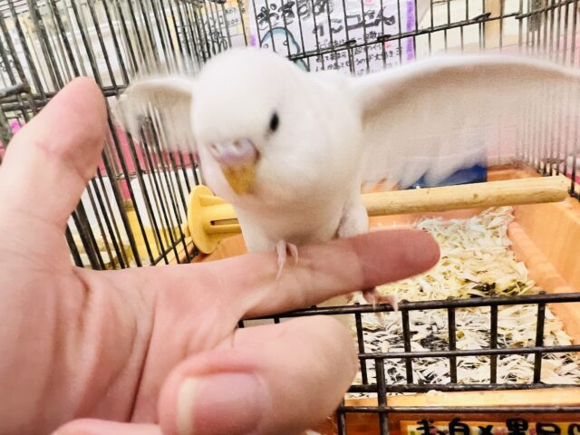 セキセイインコ
