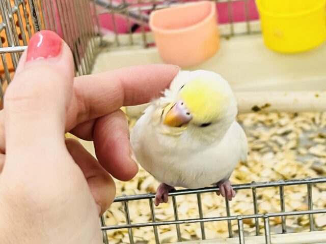 セキセイインコ