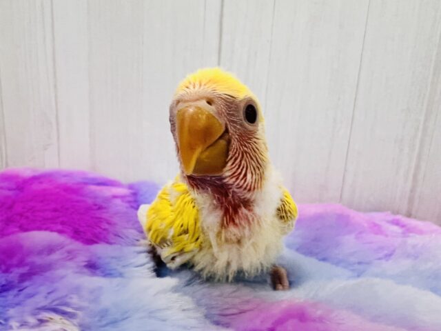 コザクラインコ（小桜インコ）