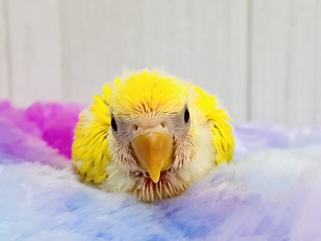 コザクラインコ（小桜インコ）