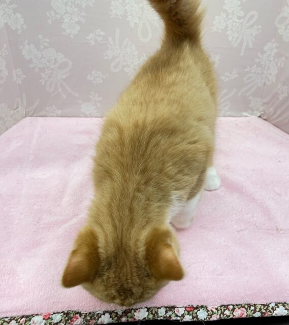 スコティッシュフォールド