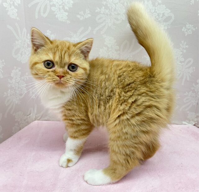 スコティッシュフォールド