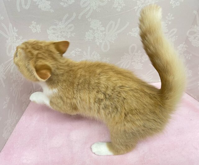 スコティッシュフォールド