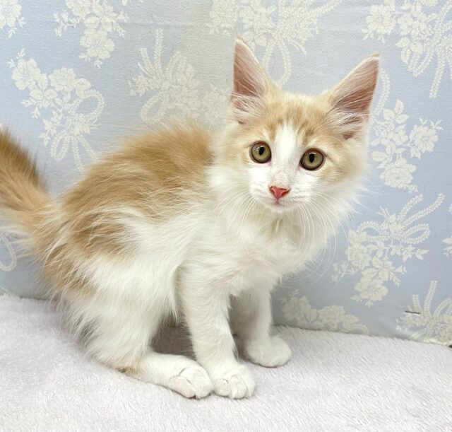 ノルウェージャンフォレストキャット