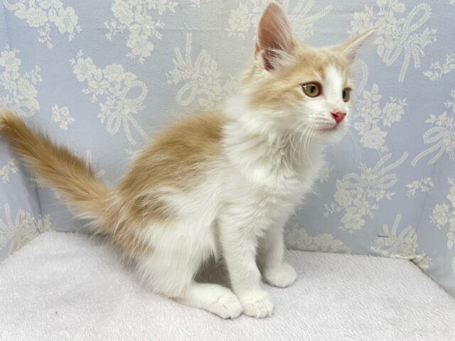 ノルウェージャンフォレストキャット