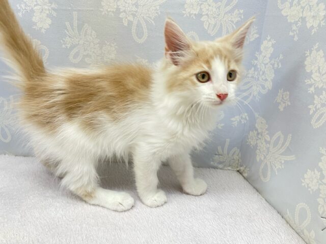 ノルウェージャンフォレストキャット