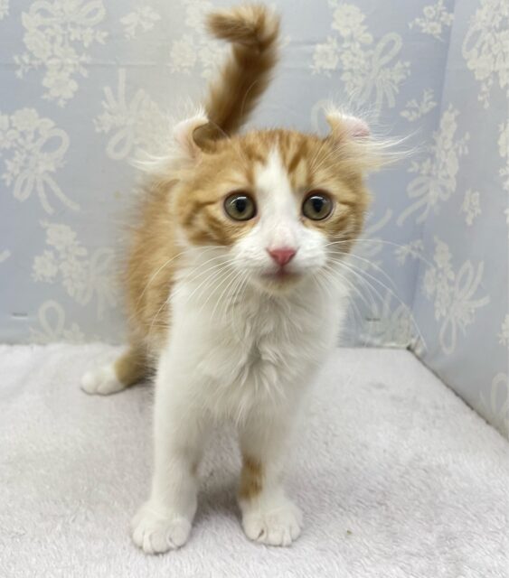 アメリカンカール