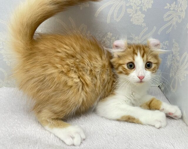 アメリカンカール