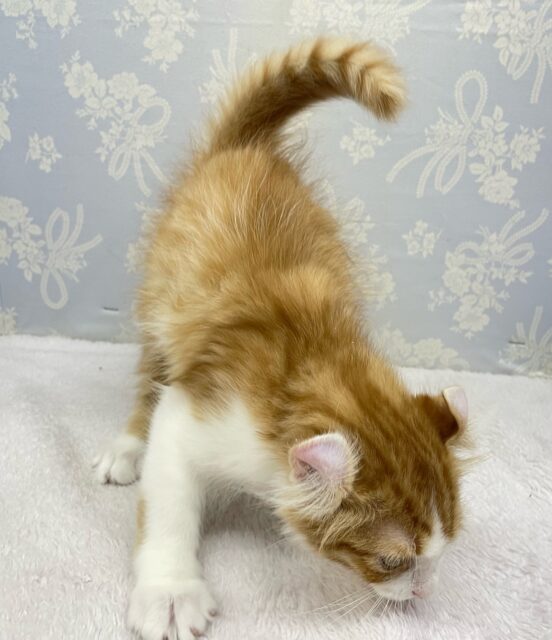 アメリカンカール