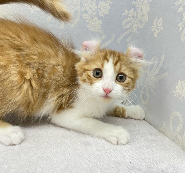 アメリカンカール