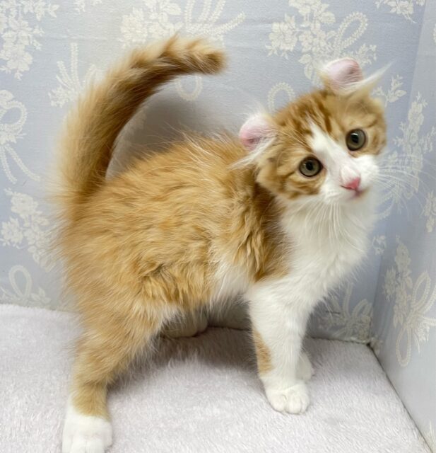 アメリカンカール