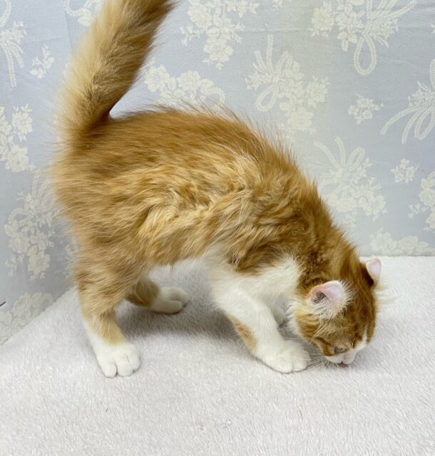 アメリカンカール