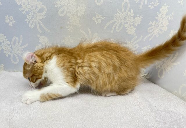 アメリカンカール