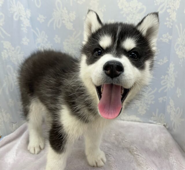 シベリアンハスキー