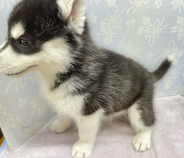 シベリアンハスキー