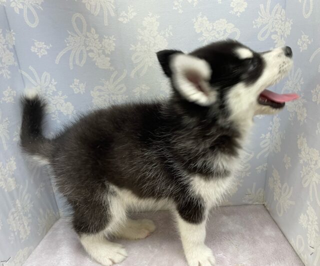 シベリアンハスキー