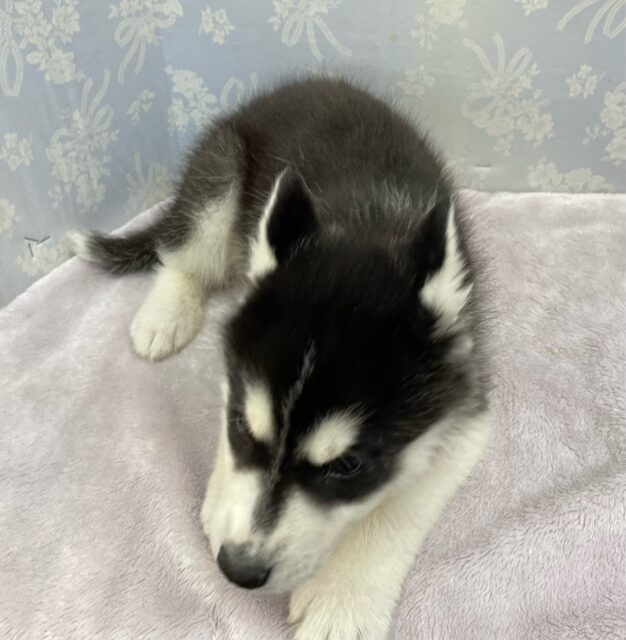 シベリアンハスキー