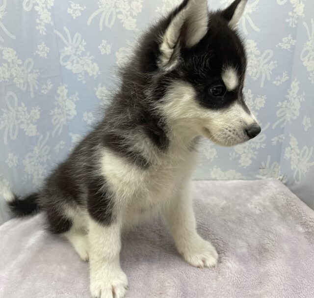 シベリアンハスキー