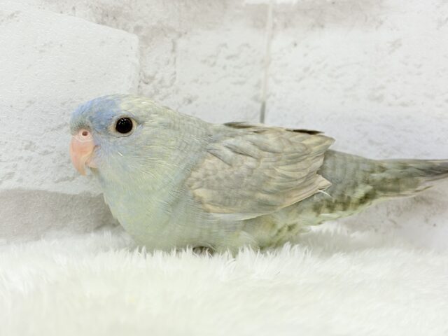 サザナミインコ