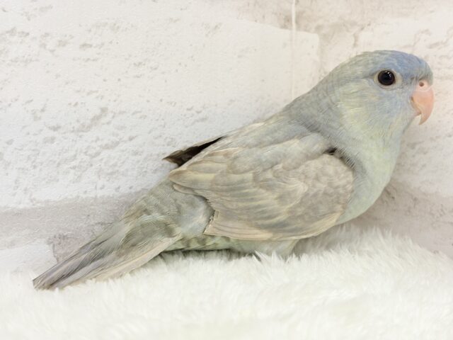 サザナミインコ