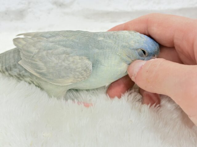 サザナミインコ