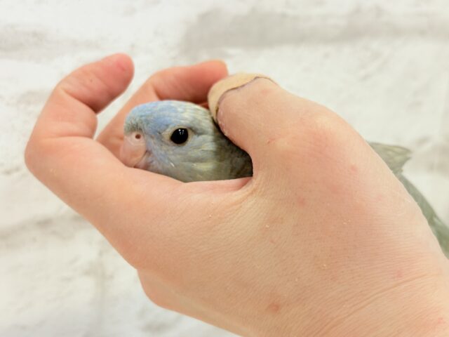 サザナミインコ