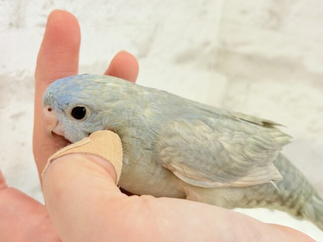 サザナミインコ