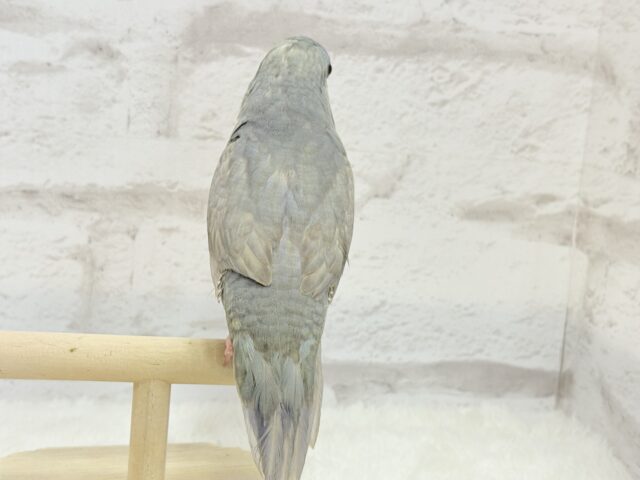 サザナミインコ