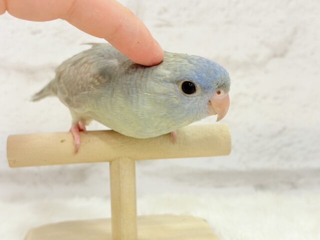 サザナミインコ