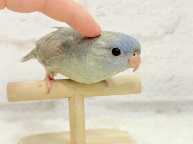 サザナミインコ