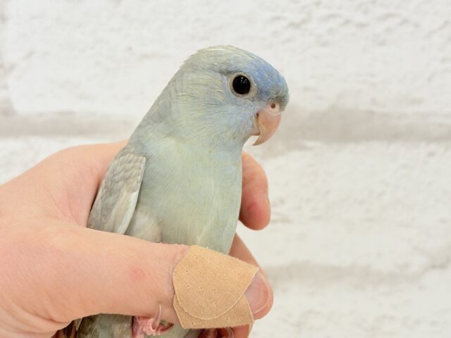 サザナミインコ