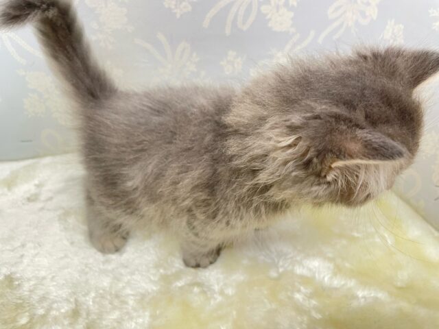 ブリティッシュロングヘアー