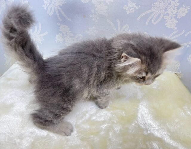 ブリティッシュロングヘアー