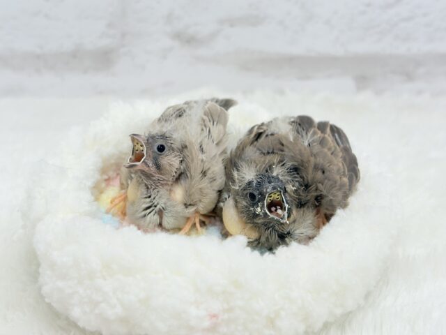 ジャンボキンカチョウ