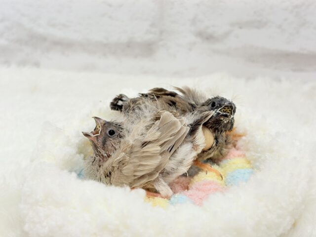 ジャンボキンカチョウ