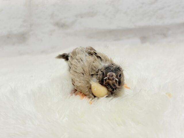 ジャンボキンカチョウ