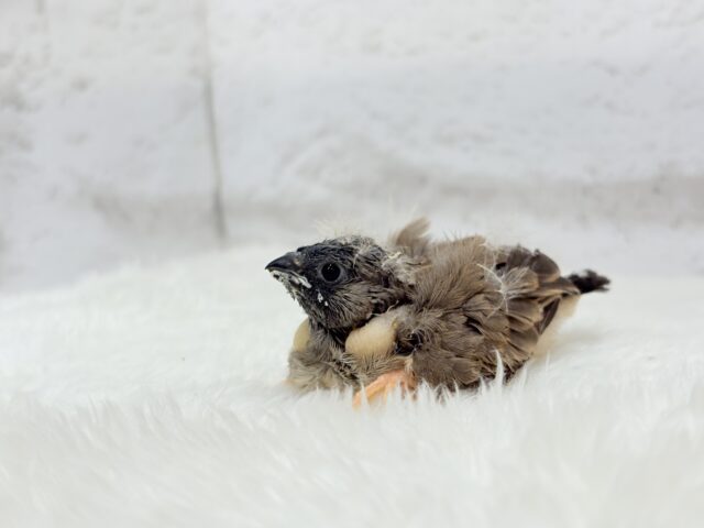 ジャンボキンカチョウ