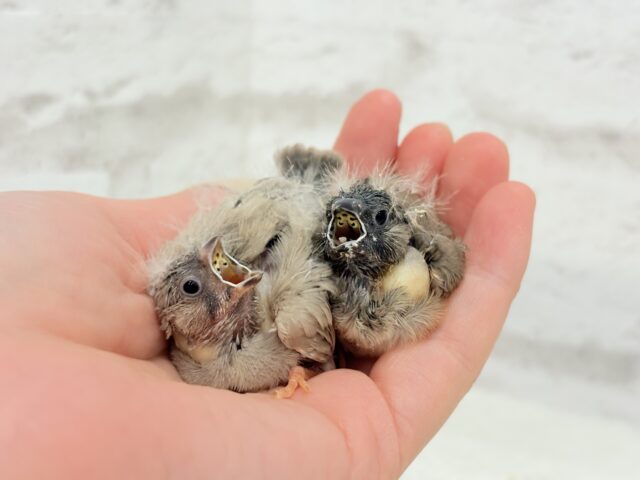 ジャンボキンカチョウ