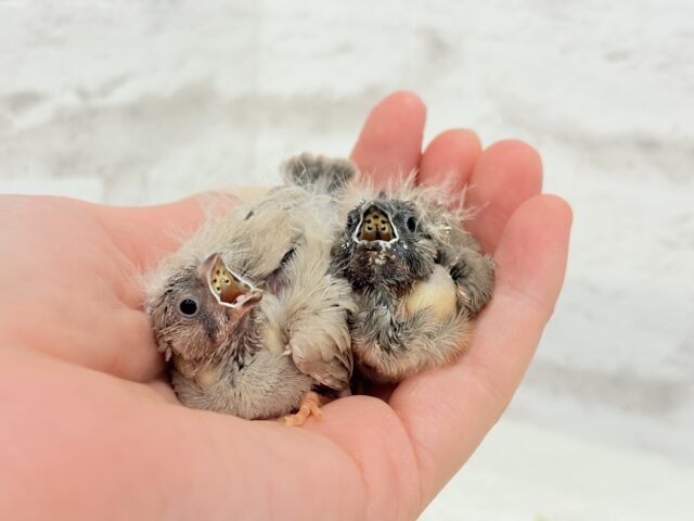 ジャンボキンカチョウ