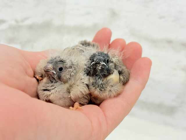 ジャンボキンカチョウ