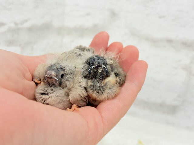 ジャンボキンカチョウ