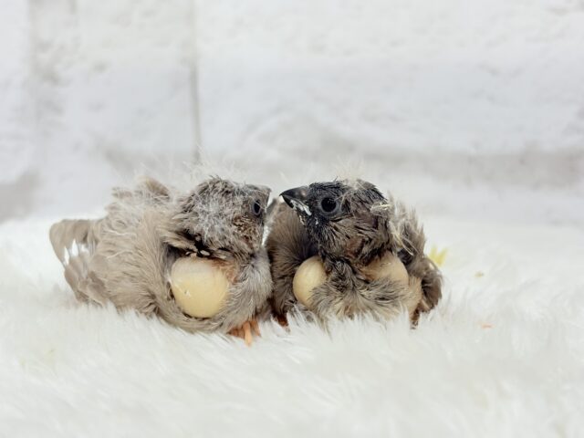 ジャンボキンカチョウ