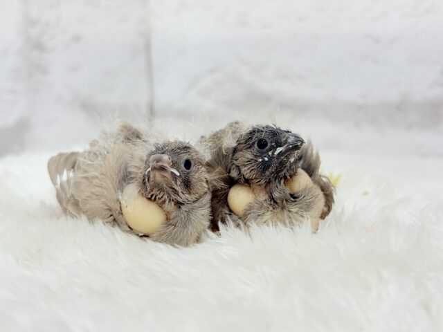 ジャンボキンカチョウ