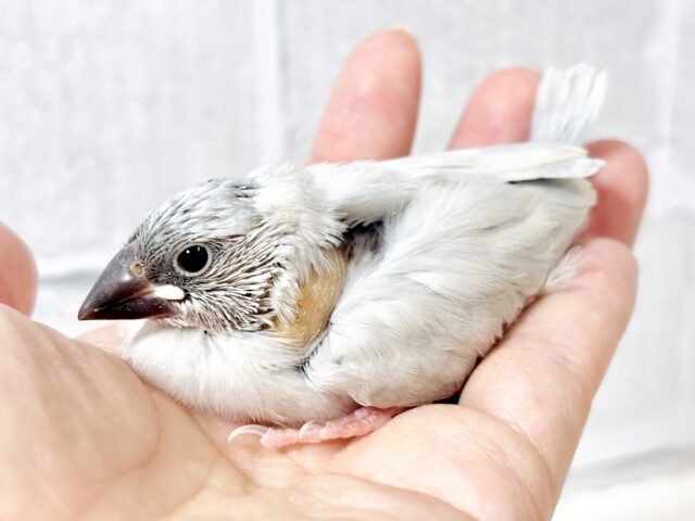 シルバー文鳥