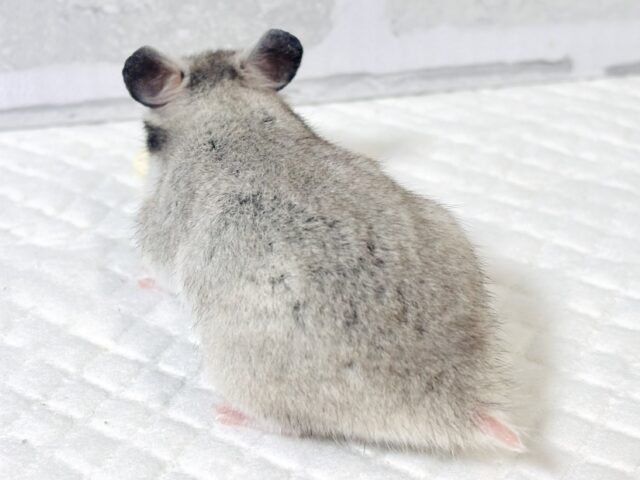 ゴールデンハムスター