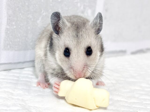 ゴールデンハムスター
