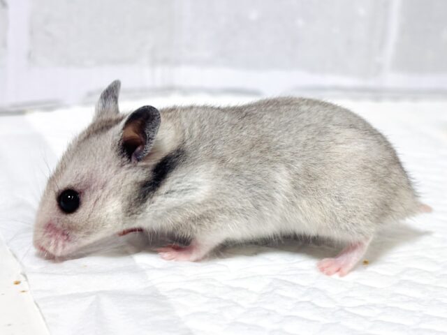 ゴールデンハムスター