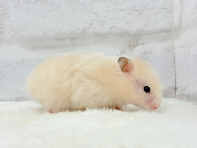ゴールデンハムスター